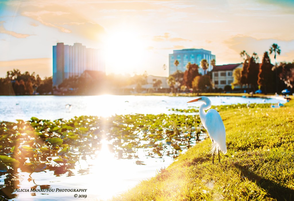 New Year in the&nbsp;Light