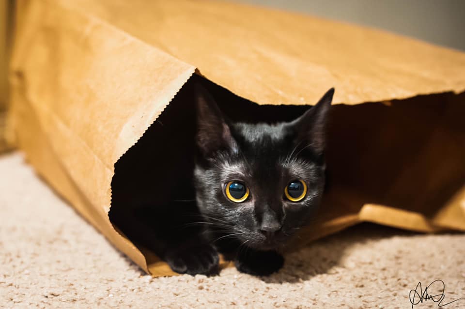 Diary of a Bad Writer: Cats Are Bookish…Right?