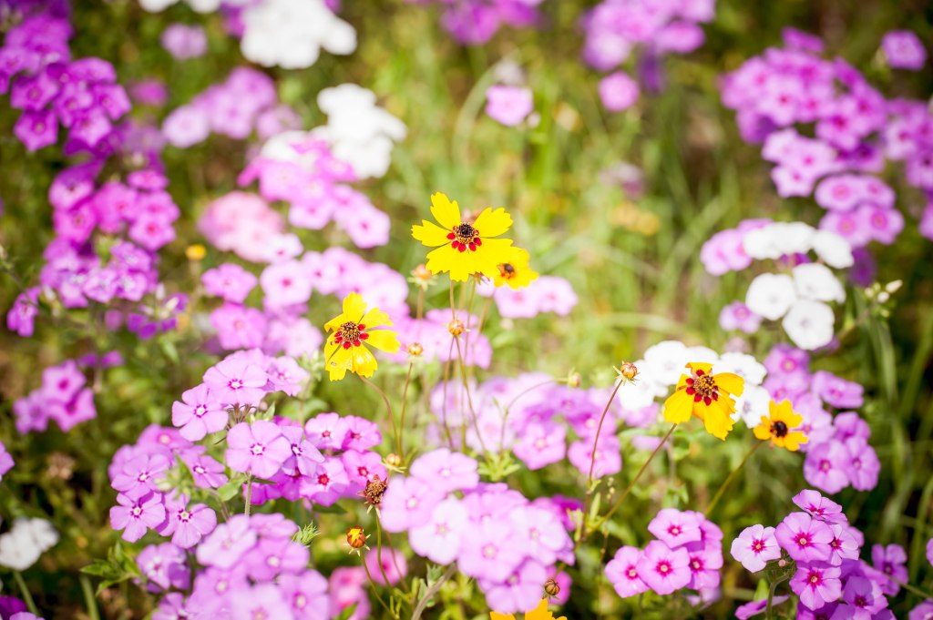 Growing Something Gentle